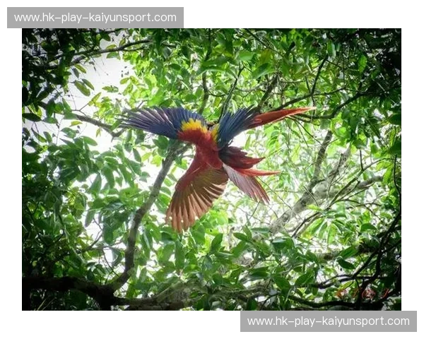 塞内加尔vs哥斯达黎加：当西非雄狮撞上加勒比飓风，谁才是绿茵场上的终极黑马？